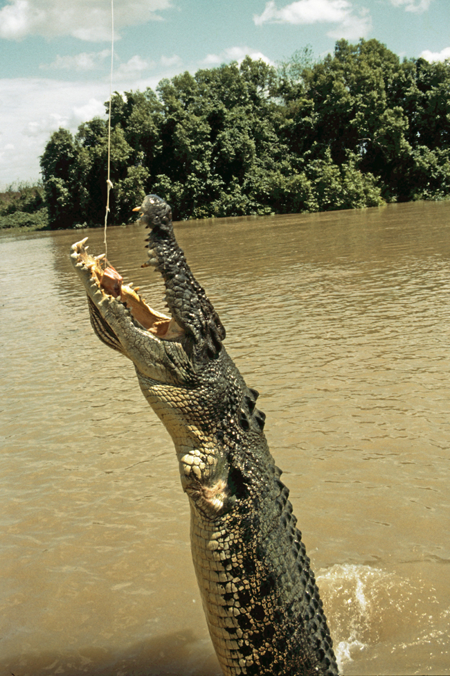 'jumping crocodile' am Adelaide River
